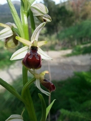 Ophrys exaltata