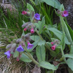 Pulmonaria australis