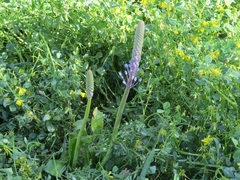 Scilla hyacinthoides