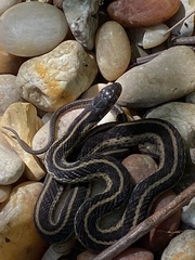 Thamnophis sirtalis