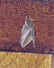 Automeris basalis