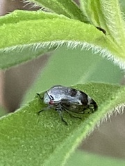 Xantholobus nigrocinctus