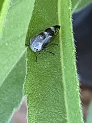 Xantholobus nigrocinctus