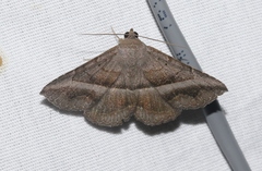 Lesmone griseipennis