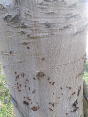 Aesculus hippocastanum