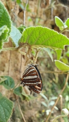 Adelpha syma
