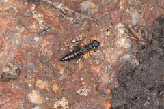 Stenus bifenestratus