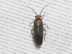 Lopidella flavoscuta