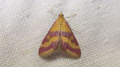 Pyrausta sanguinalis
