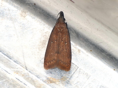 Dichomeris hamulifera