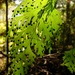 Hymenophyllum dilatatum - Photo (c) Jon Sullivan, algunos derechos reservados (CC BY)