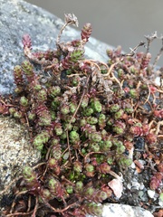 Sedum acre