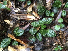 Pyrola alboreticulata