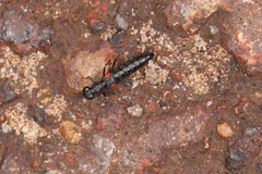 Stenus bifenestratus