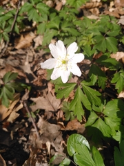 Anemonoides nemorosa