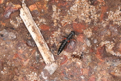 Stenus bifenestratus