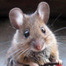 Typical Old World Mice - Photo (c) AJ Cann, some rights reserved (CC BY-NC)
