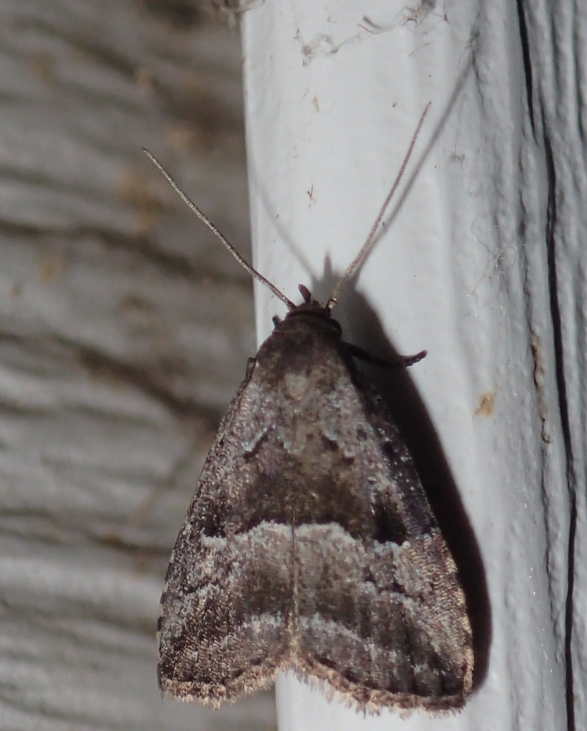 Large Hypenodes Moth
