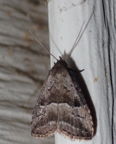 Large Hypenodes Moth