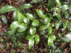 Ilex hayataiana