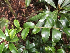 Ilex hayataiana