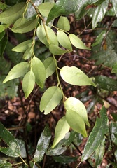 Ilex hayataiana