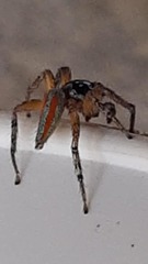 Psecas viridipurpureus