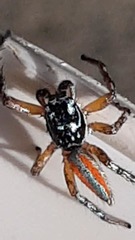 Psecas viridipurpureus