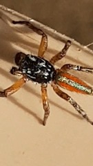 Psecas viridipurpureus