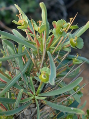 Euphorbia loricata