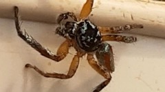 Psecas viridipurpureus