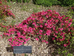 Rhododendron obtusum