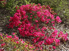 Rhododendron obtusum
