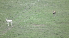 Damaliscus pygargus phillipsi