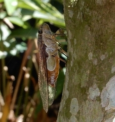 Platylomia amicta