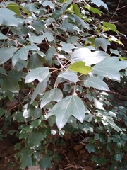 Acer obtusifolium