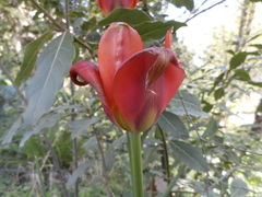 Tulipa