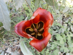 Tulipa