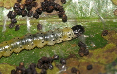 Dichomeris hamulifera