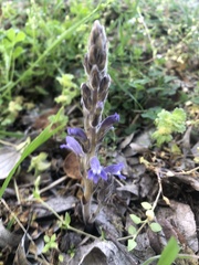 Phelipanche nana