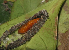Dichomeris hamulifera