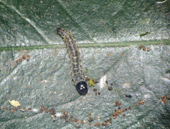 Dichomeris hamulifera