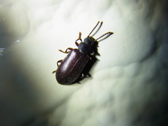 Luprops orientalis