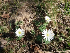 Anemonoides apennina