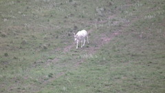 Damaliscus pygargus phillipsi