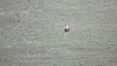 Damaliscus pygargus phillipsi