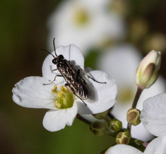 Periclista