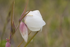 Calochortus albus