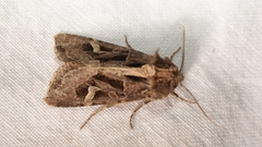 Trigonophora jodea
