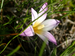 Romulea toximontana